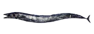 Foto sobre um peixe-espada-preto.
