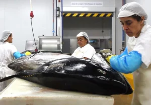A woman cutting up a bigeye tuna.