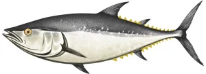 A drawing of a tuna.