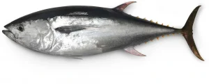A Bluefin tuna.