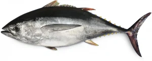 A Bigeye tuna.