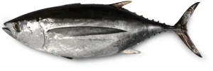 An albacore tuna.