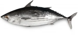 A skipjack tuna.