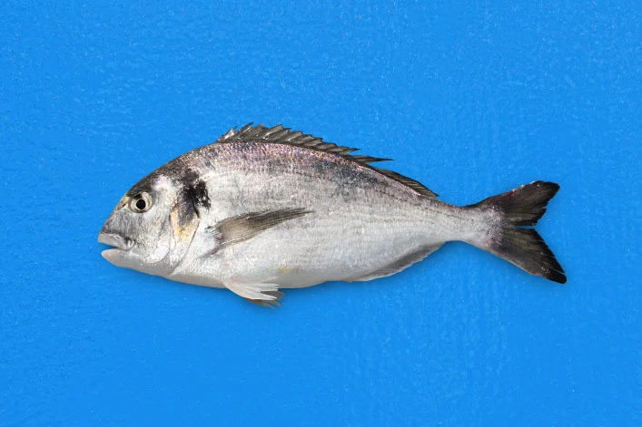 Dourada da Madeira