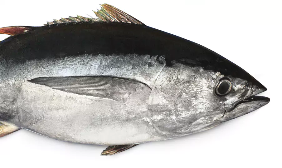Bigeye tuna