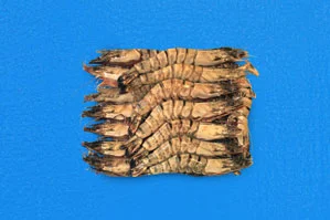 Camarão aquacultura