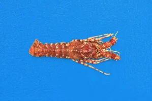 Lagosta