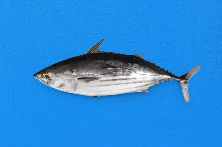 Skipjack tuna