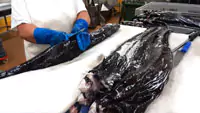 A woman processing black scabbardfish.