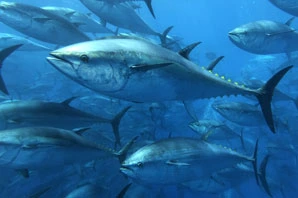 Everything You Need to Know About Tuna: A Comprehensive Overview
