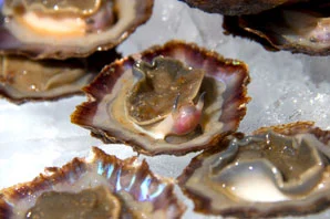 Limpets: The Chosen Mollusk of the Portuguese Islands