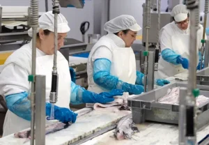 Mulheres fardadas a trabalhar na linha de transformação de pescado.