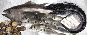 Um atum, dois peixes-espada preto, postas de peixe-espada preto, douradas e lapas em gelo.