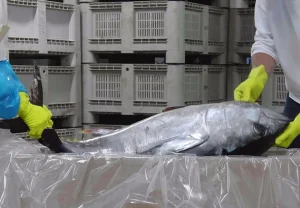 A fresh tuna being put in a cardbox with a plastic sheet.